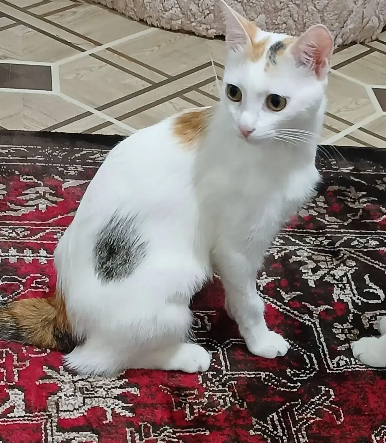 گربه ی گم شده|حیوانات|رشت, حمیدیان|دیوار