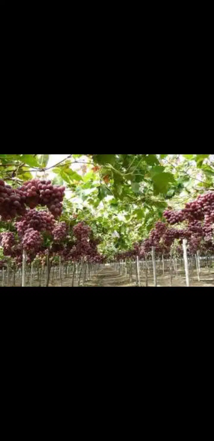 شیره انگور خالص  همدان خودمون درست کردیم باغداریم|حراج|ورامین, ورامین|دیوار