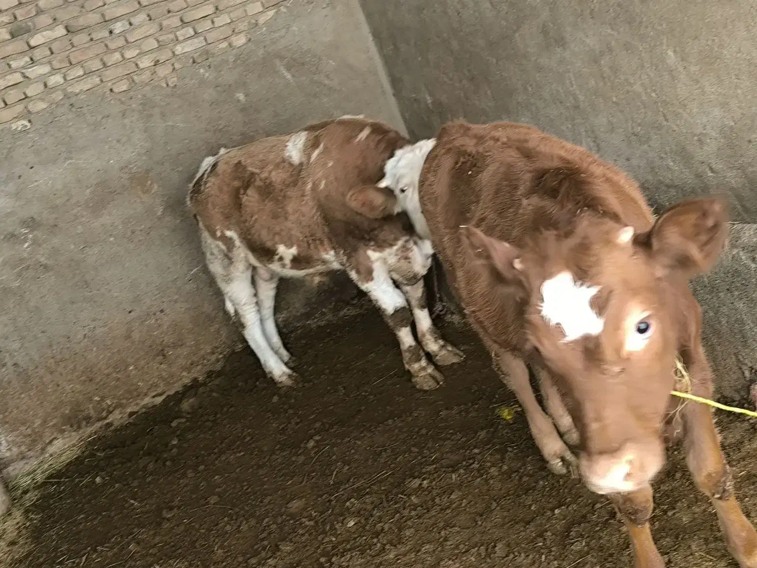 گوساله نر و ماده|حیوانات مزرعه|لالجین, |دیوار