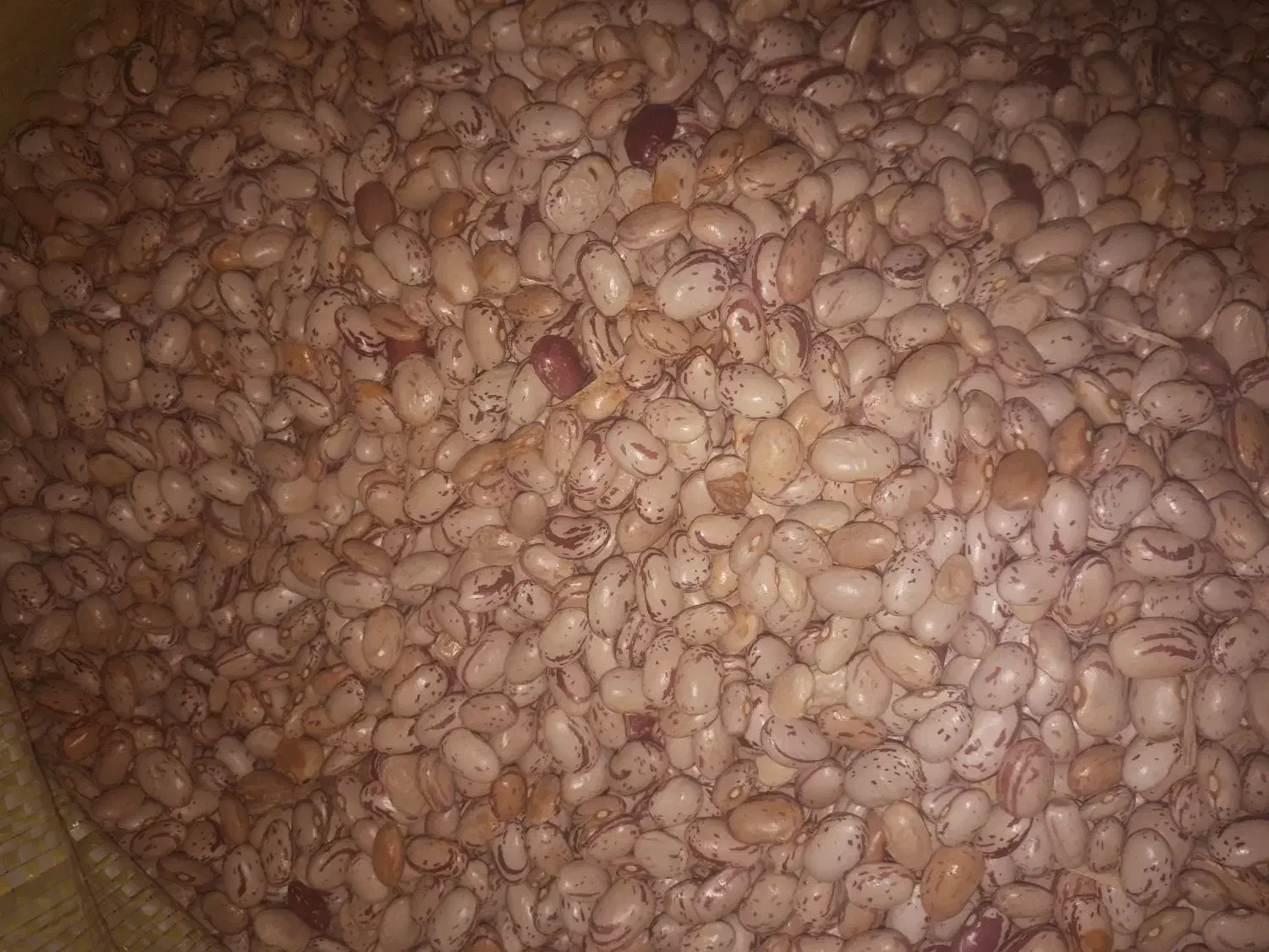 لوبیا چیتی|حراج|همدان, |دیوار