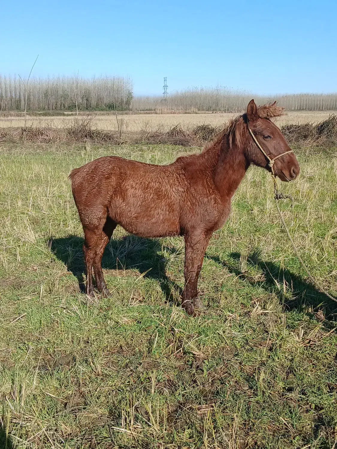 اسب|اسب و تجهیزات اسب‌سواری|ضیابر, |دیوار