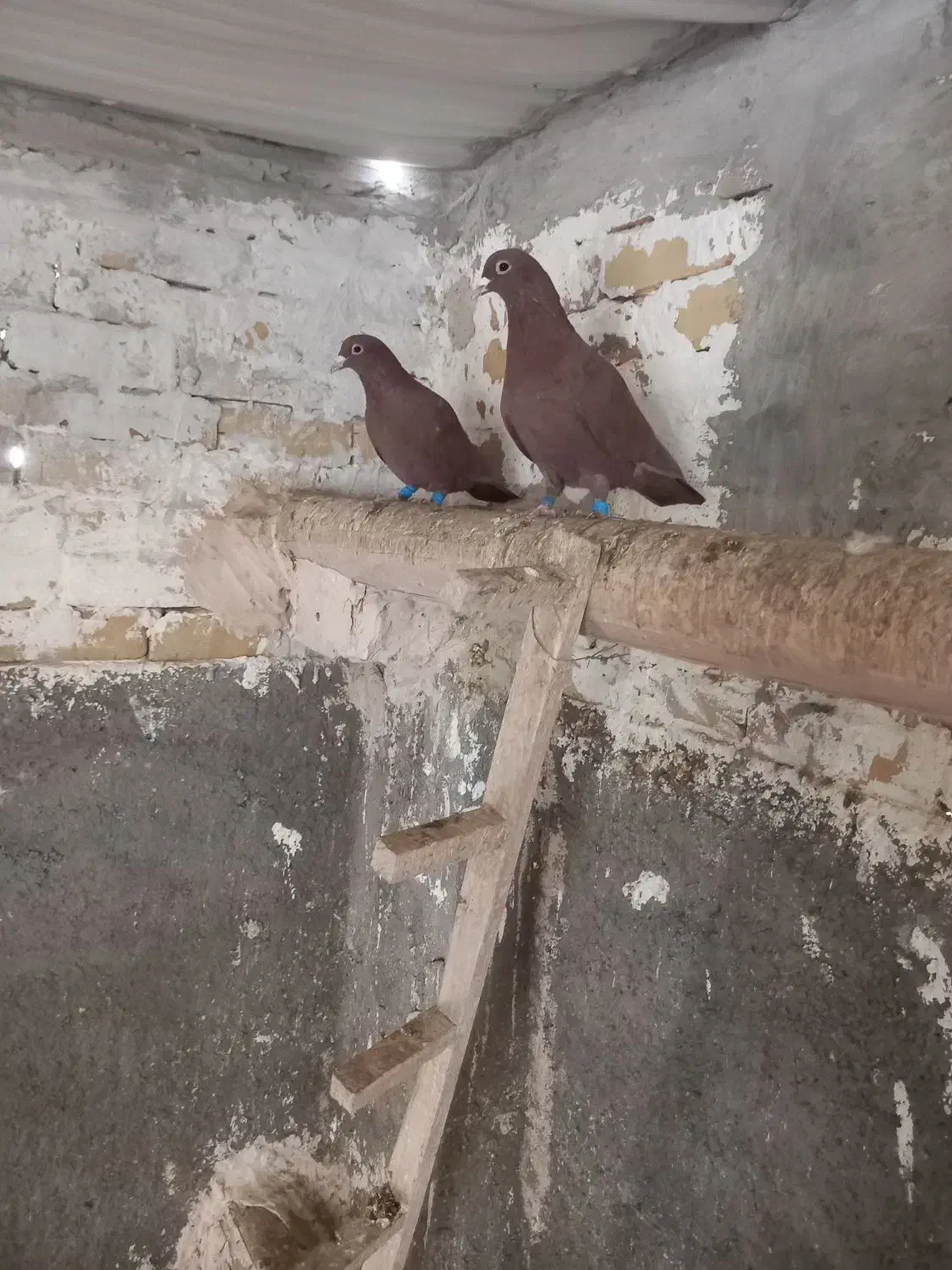 کفتر|پرنده|تربتحیدریه, حاجی یار|دیوار