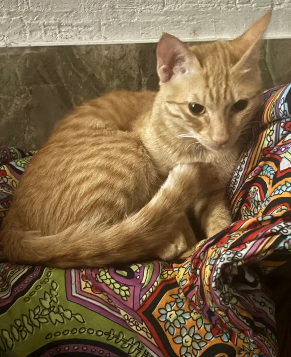 واگذاری گربه|گربه|برازجان, |دیوار