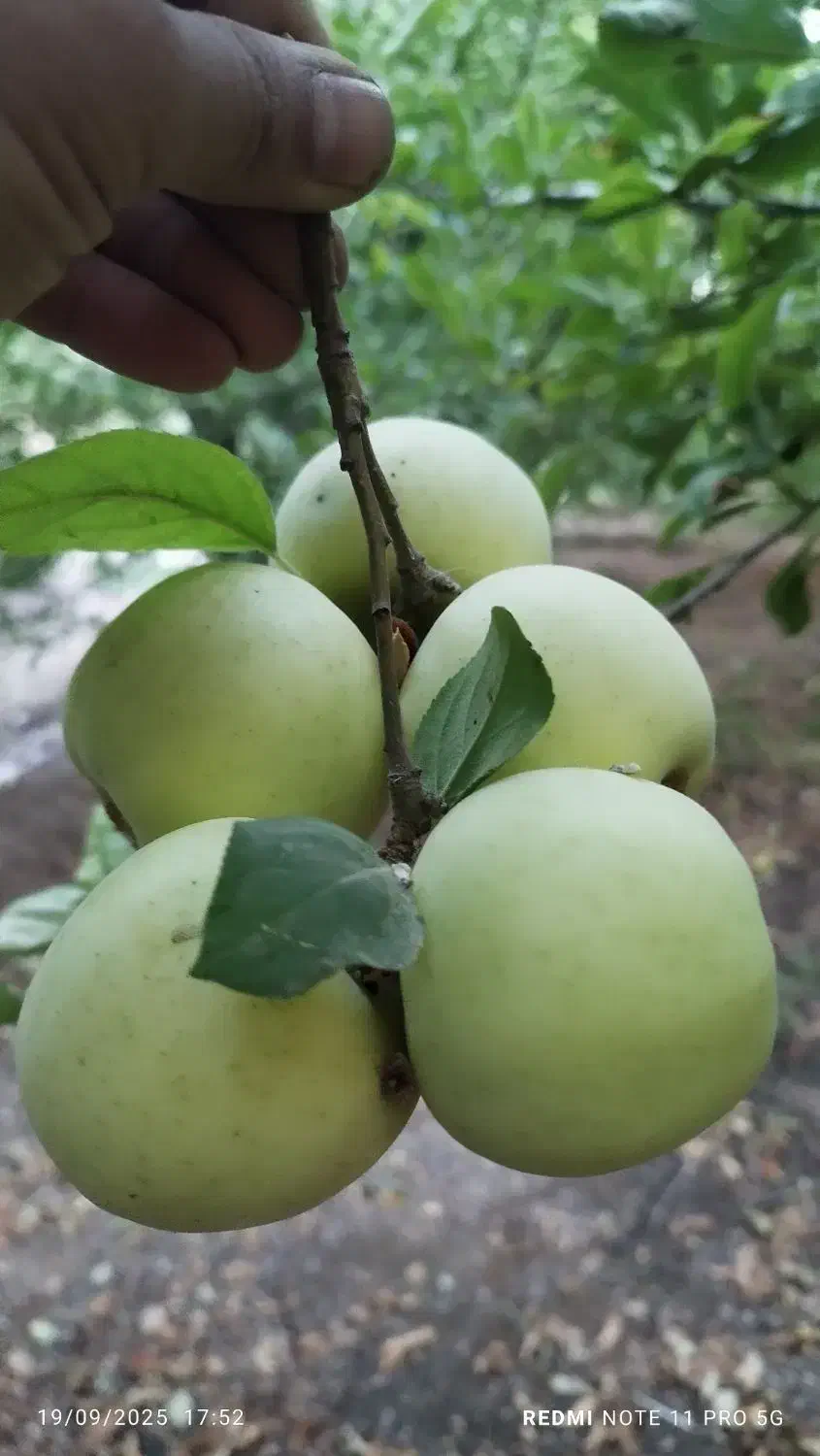 زمین گلخانه با چاه عمیق|فروش زمین و ملک کلنگی|همایجان, |دیوار