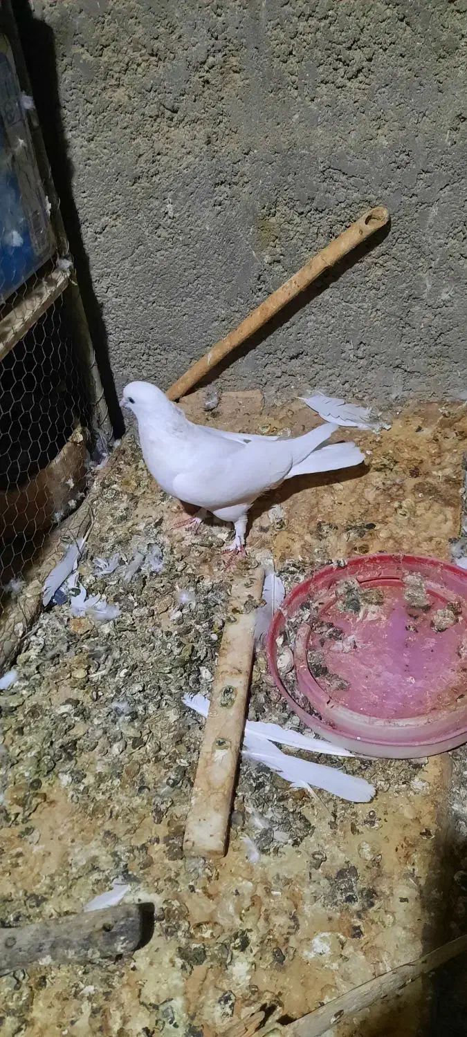 نروماده فروشی قیمتها فرق دارن|پرنده|اردکان, |دیوار