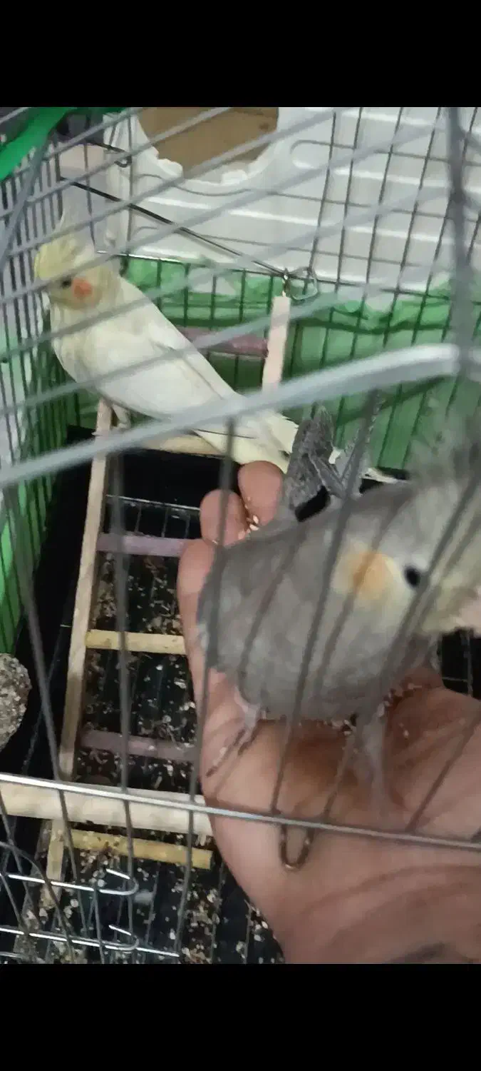 عروسهلندی|پرنده|اراک, |دیوار