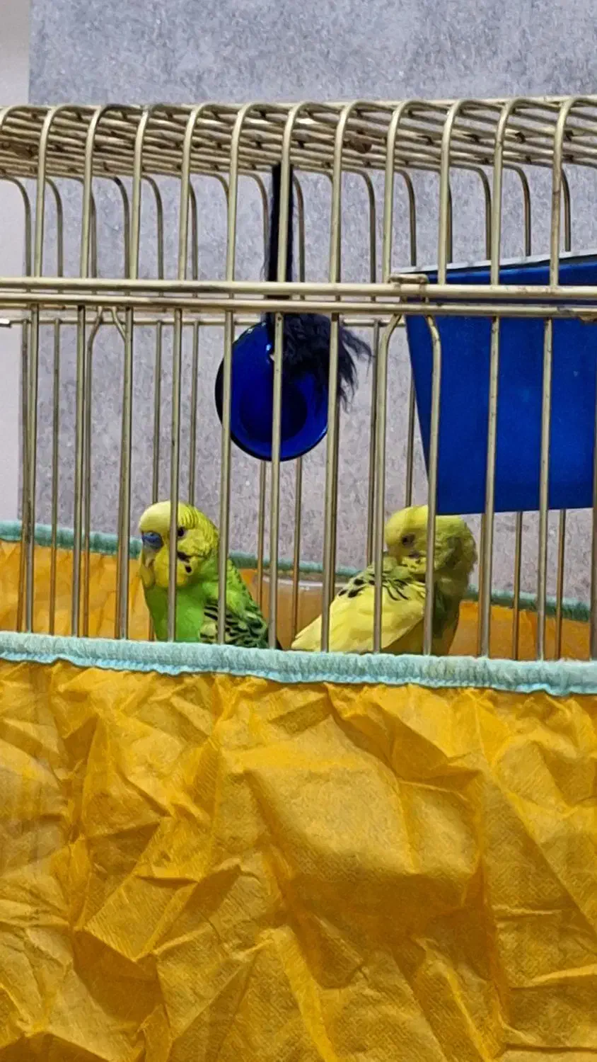 فروش دو جفت مرغ عشق|پرنده|اندیمشک, |دیوار