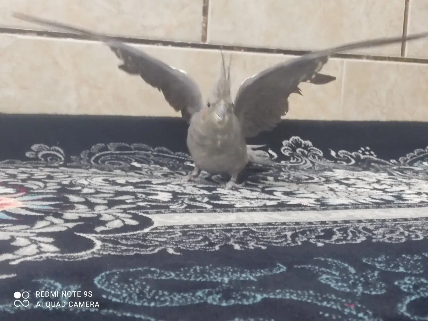 پرنده|پرنده|مرودشت, محمد آباد|دیوار