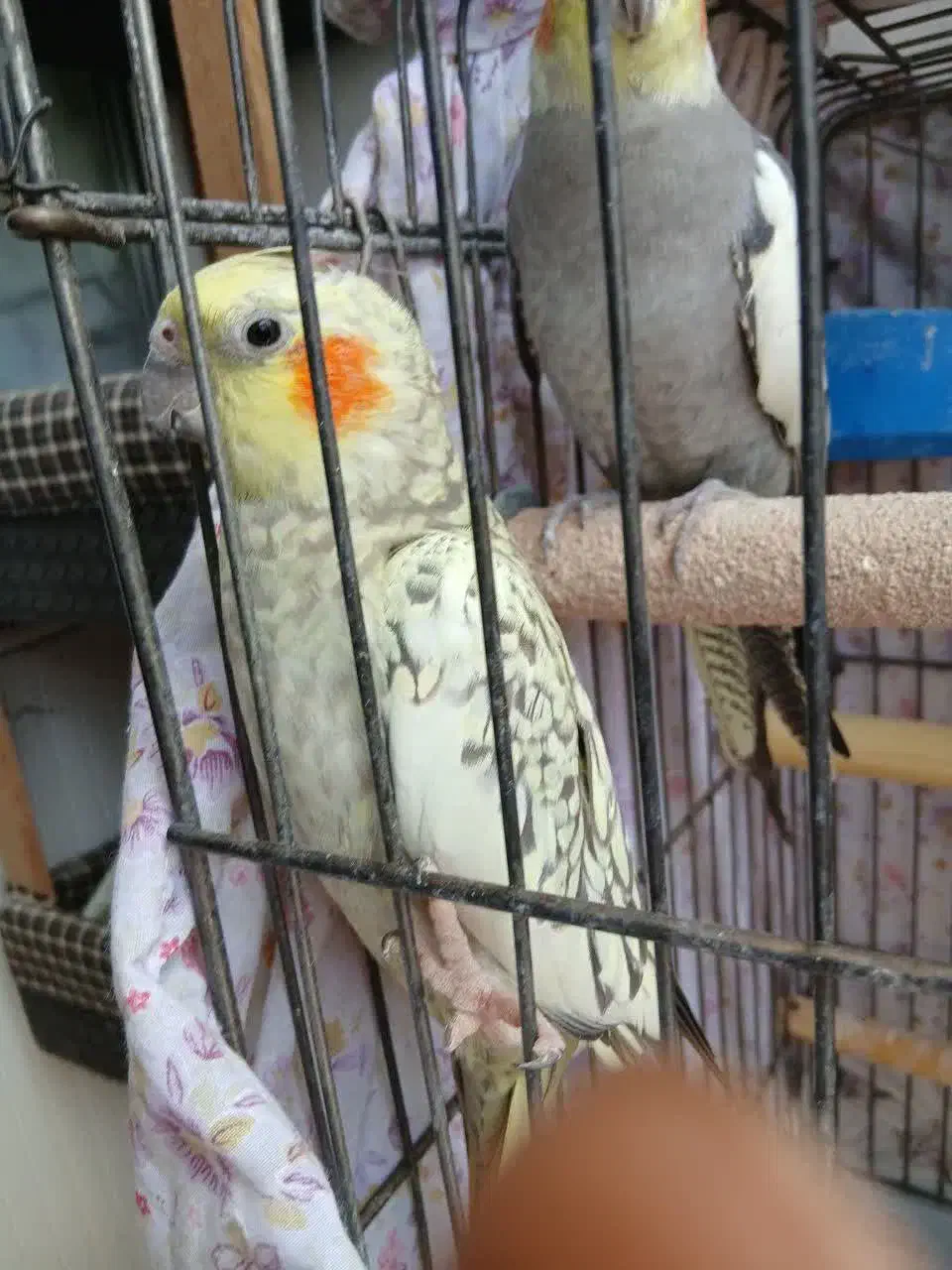 عروس هلندی جفت مولد|پرنده|رودهن, |دیوار