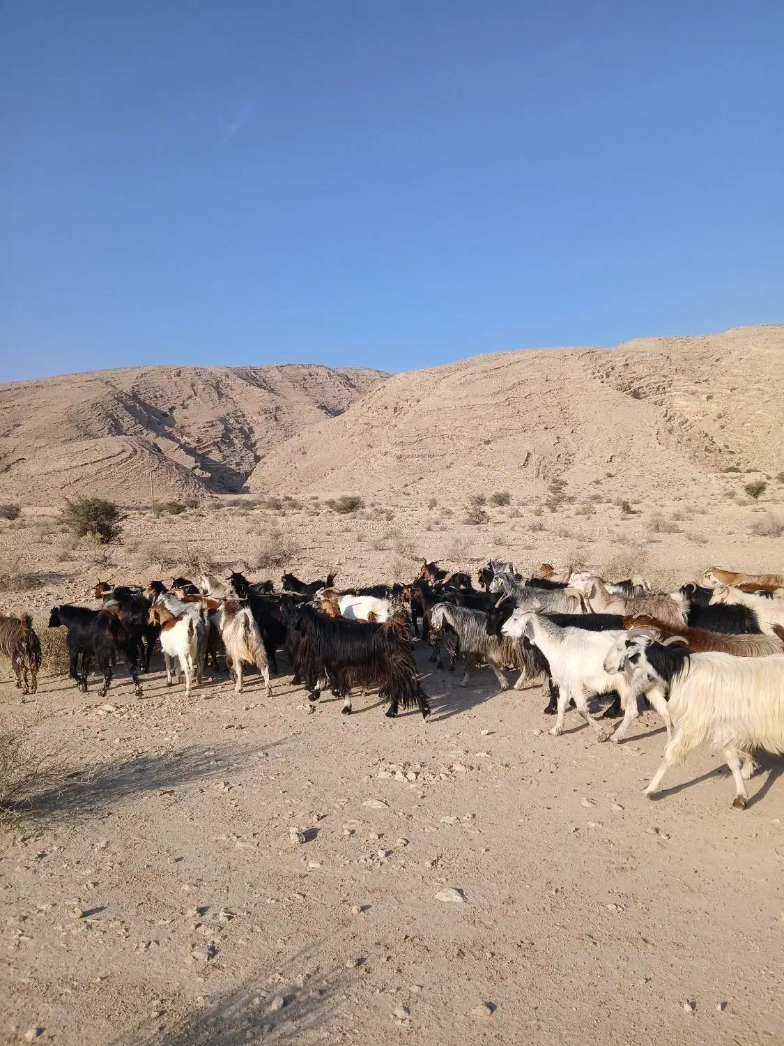 بز داشتی کهره دار|حیوانات مزرعه|خنج, |دیوار