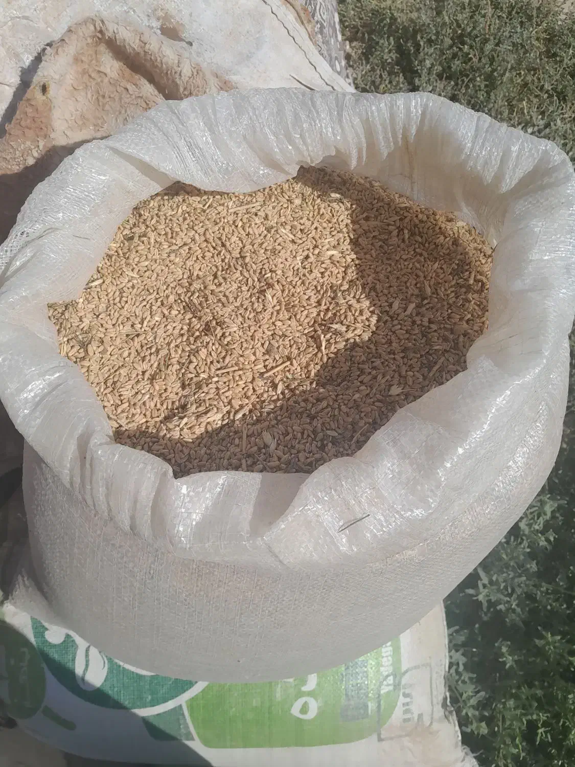 گندم ابی پیشگام|حراج|قوچان, |دیوار