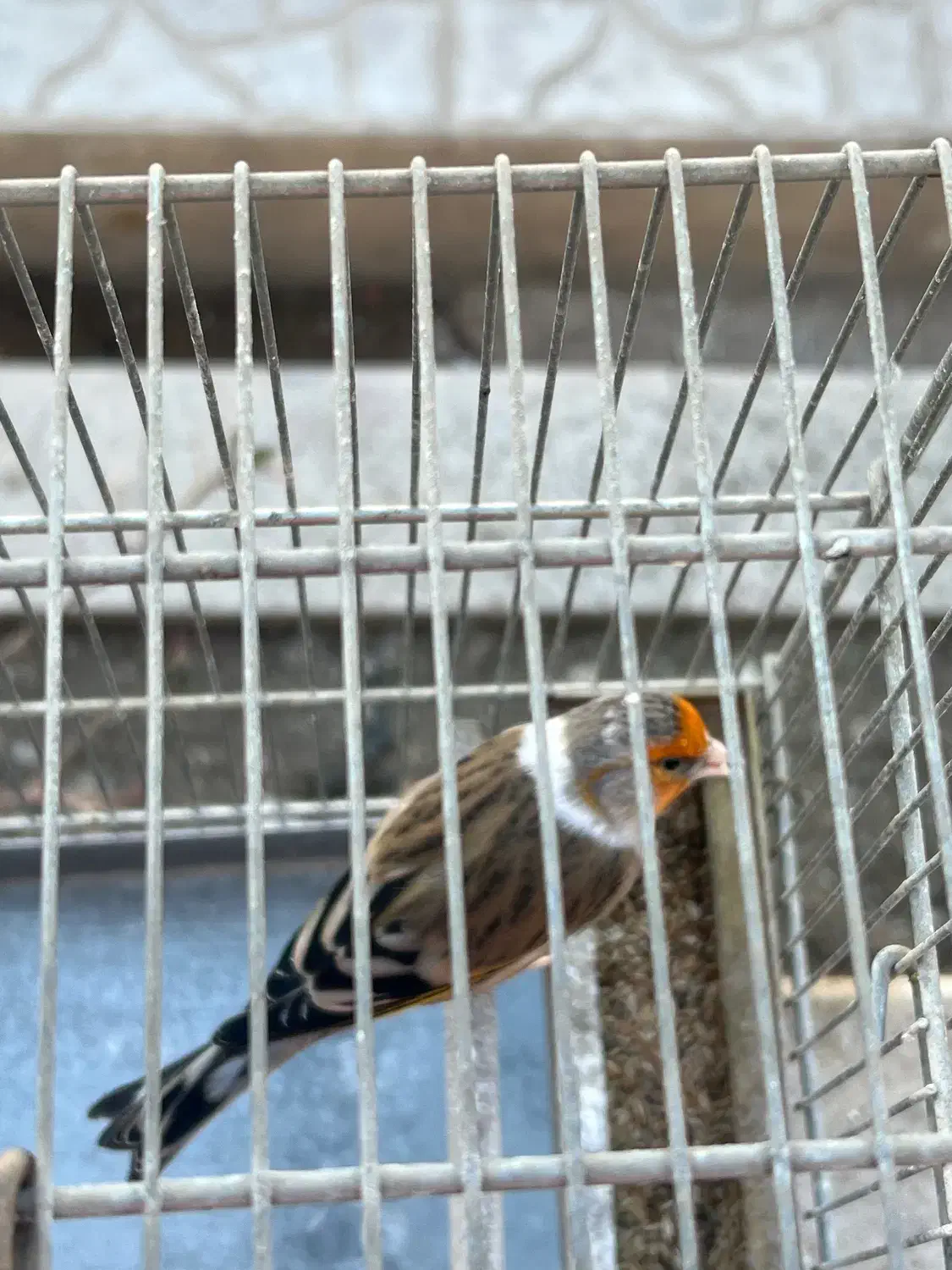 سهره سهره قناری|پرنده|ری, دیلمان|دیوار