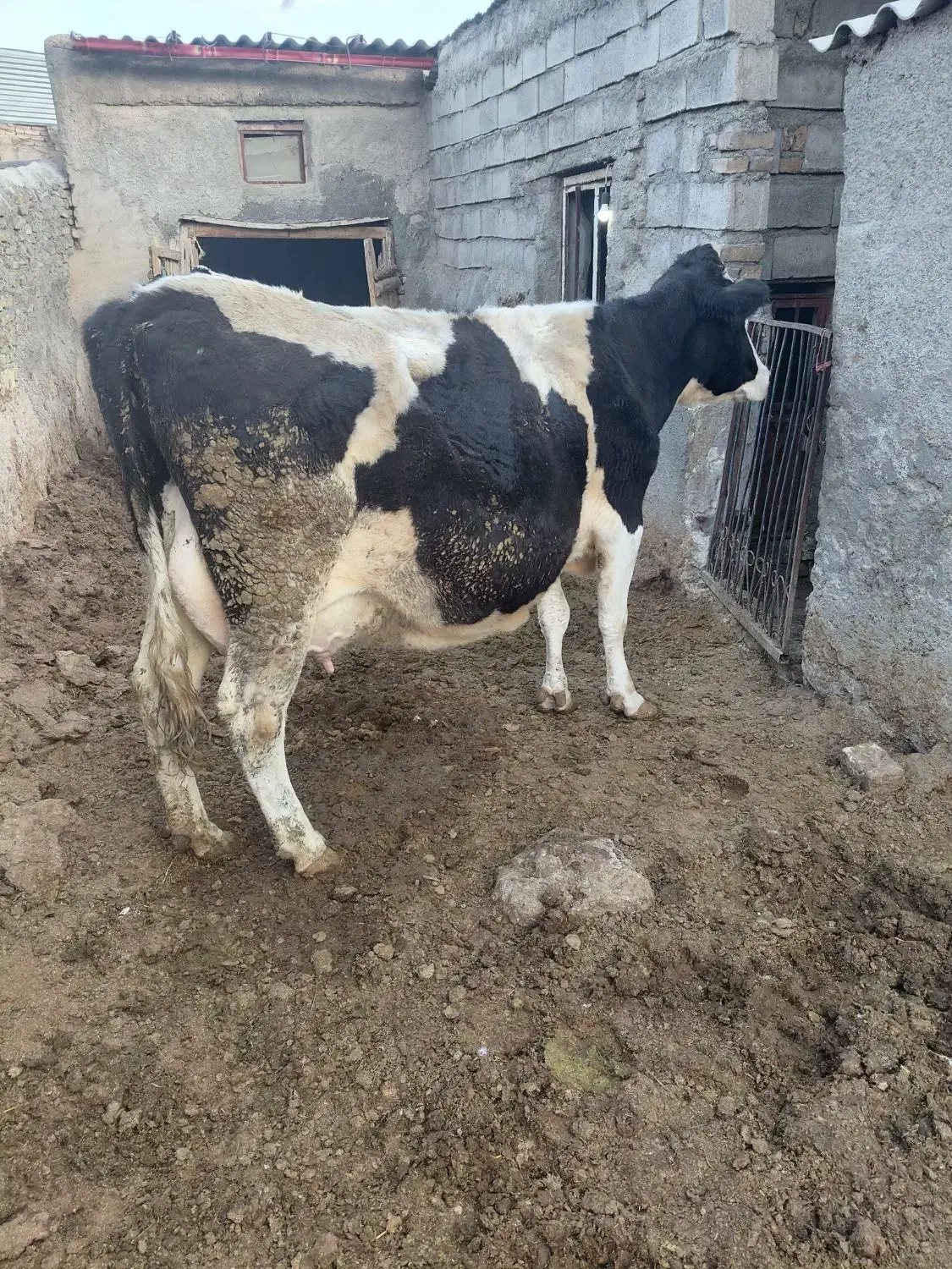 گاوجوان شیری|حیوانات مزرعه|قوچان, |دیوار