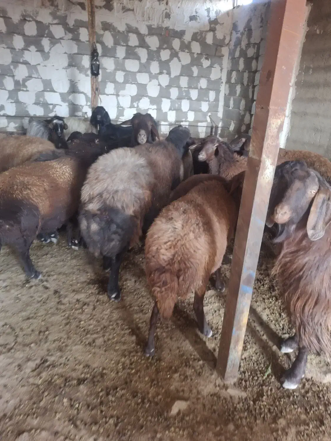 گوسفند|حیوانات مزرعه|صوفیان, |دیوار