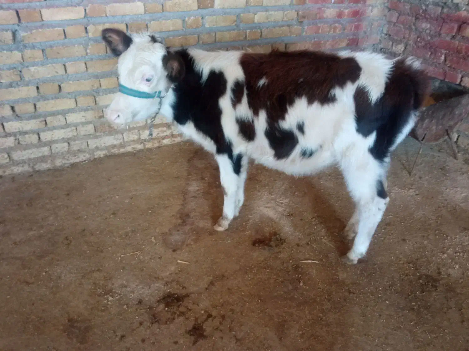 گوساله ماده سیمینتال و هلشتاین|حیوانات مزرعه|ایلام, |دیوار
