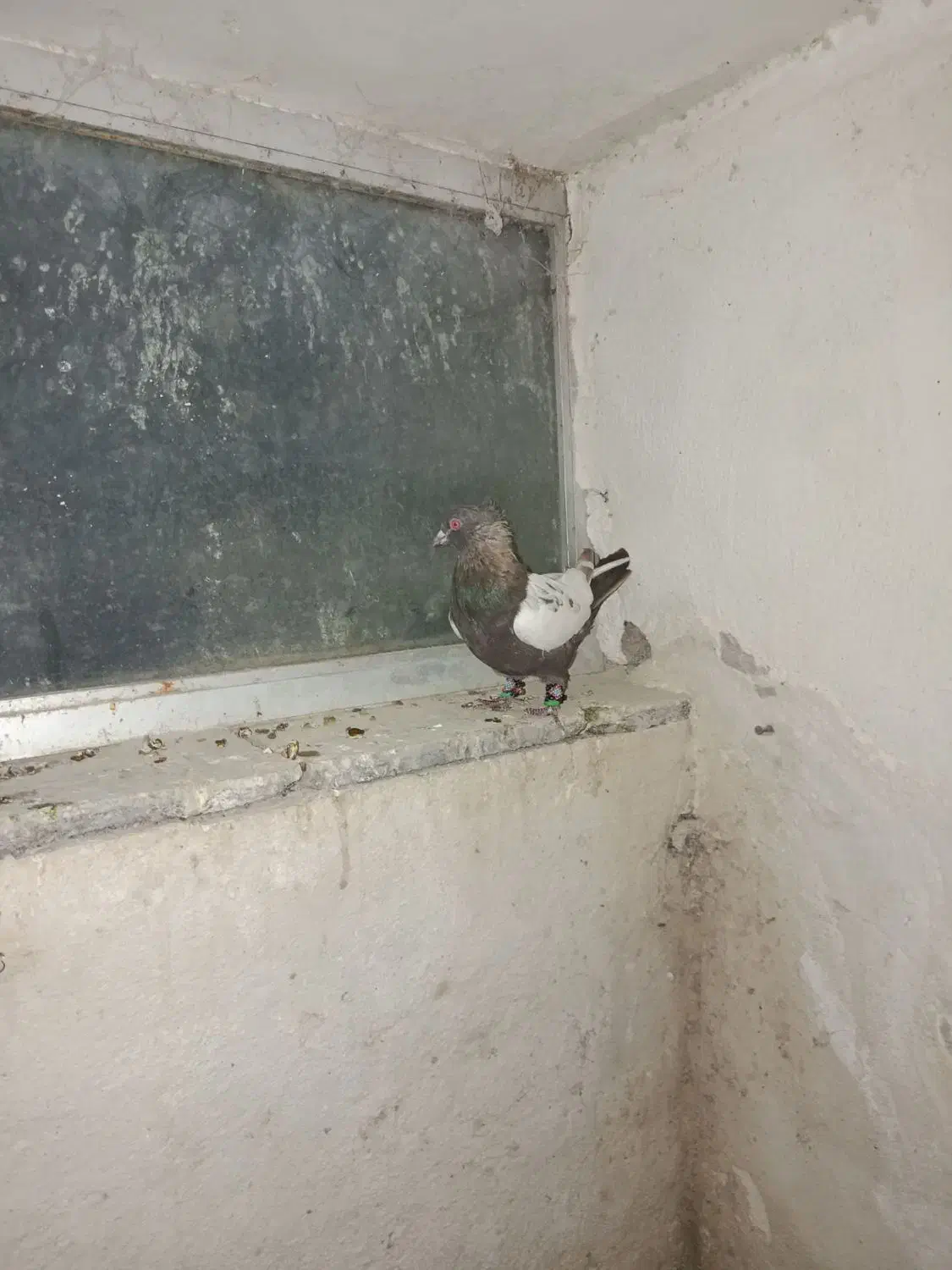 سه تا حیوون|پرنده|نیشابور, شهرک فیروزه|دیوار