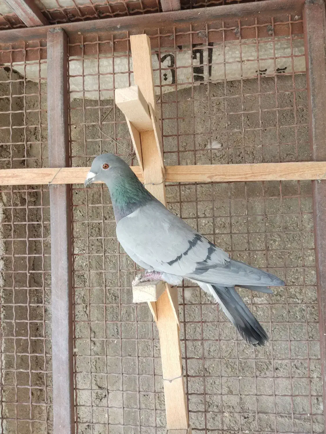 کفتر پلاکی فروشی|پرنده|مرودشت, ژیان|دیوار