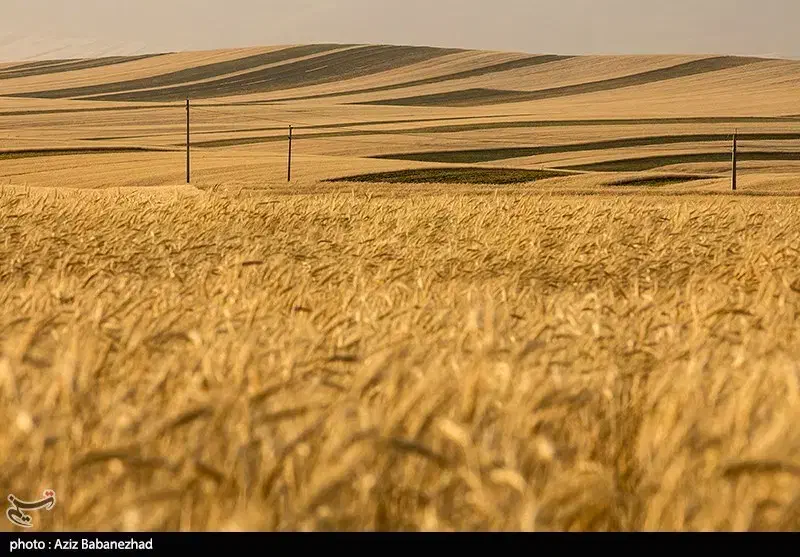 گندم|گل و گیاه طبیعی|انگوت, |دیوار