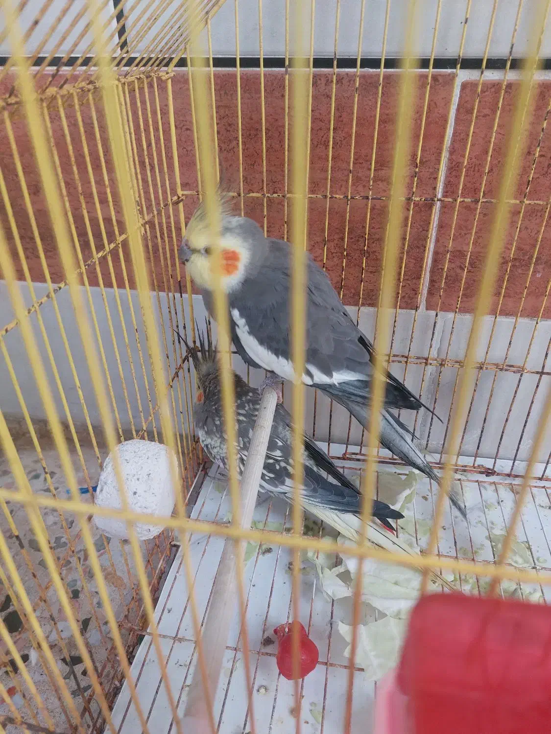 عروس هلندی|پرنده|آبادان, |دیوار