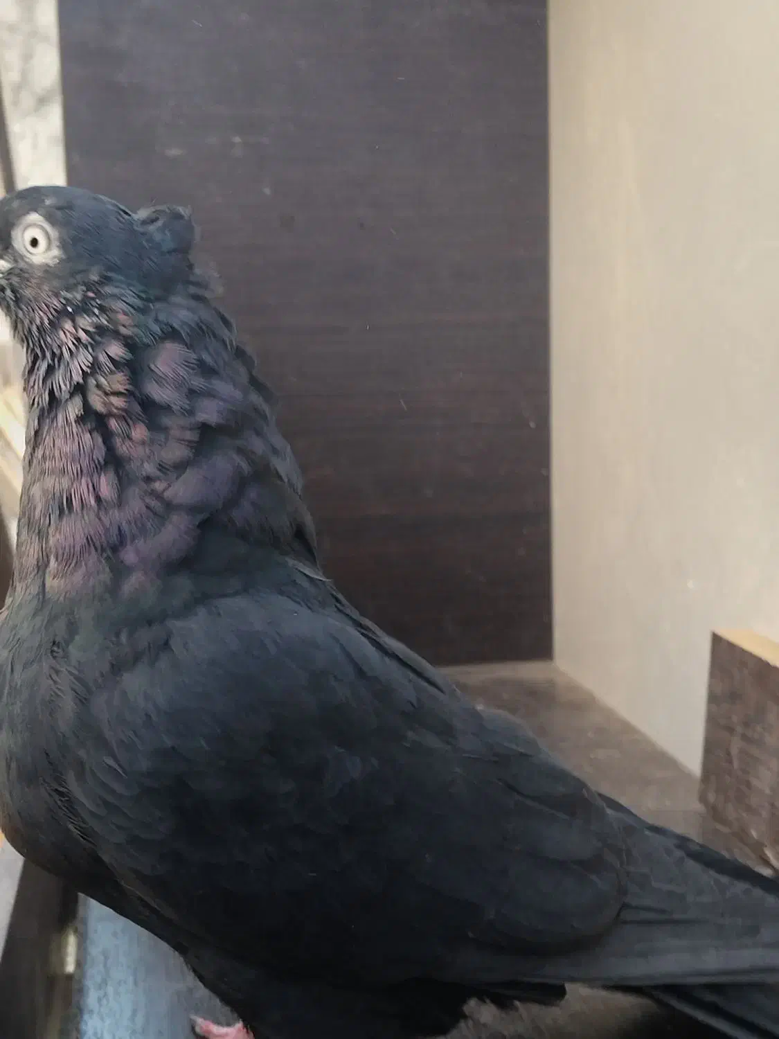 کبوتر|پرنده|ابریشم, |دیوار