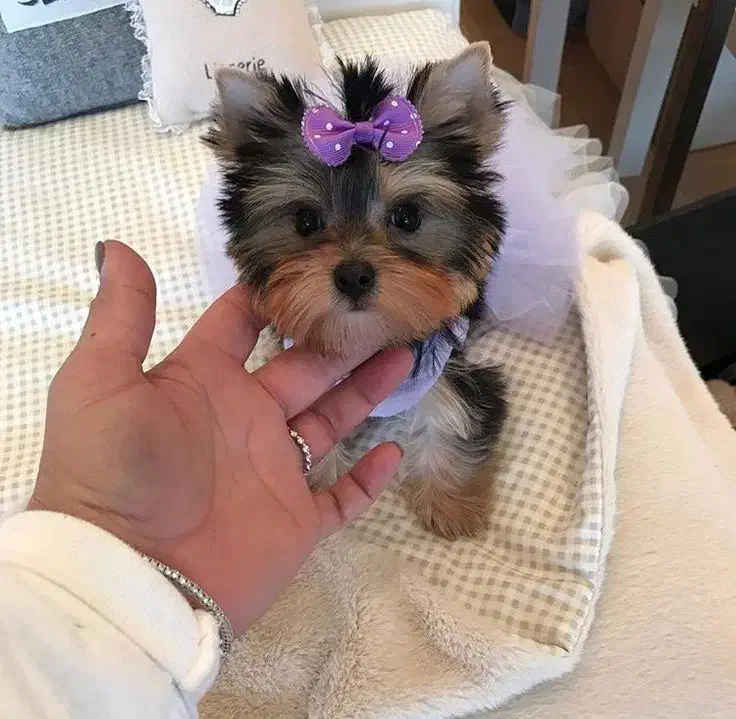 سگ اپارتمانی (یورکشایر)|سگ|محمدشهر, محمدشهر|دیوار