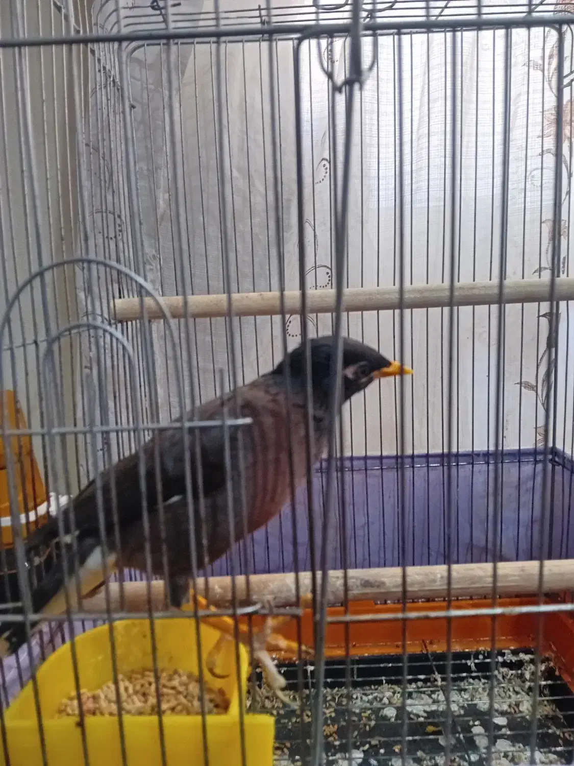 مینا|پرنده|قرچک, پویینک|دیوار