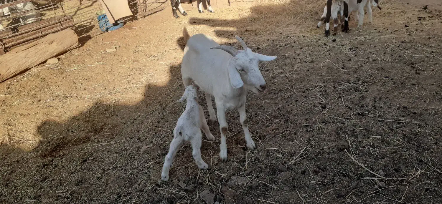 بز سانن وپاکستانی زاییده شیرمست|حیوانات مزرعه|نیمبلوک, |دیوار