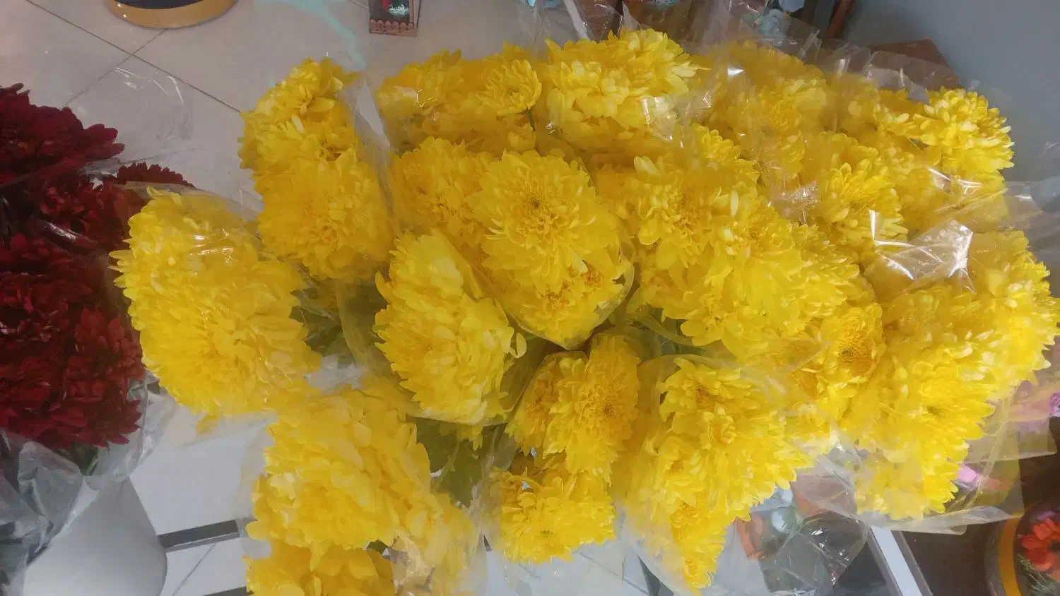 گل داوودی برای یلدا|گل و گیاه طبیعی|یزد, |دیوار