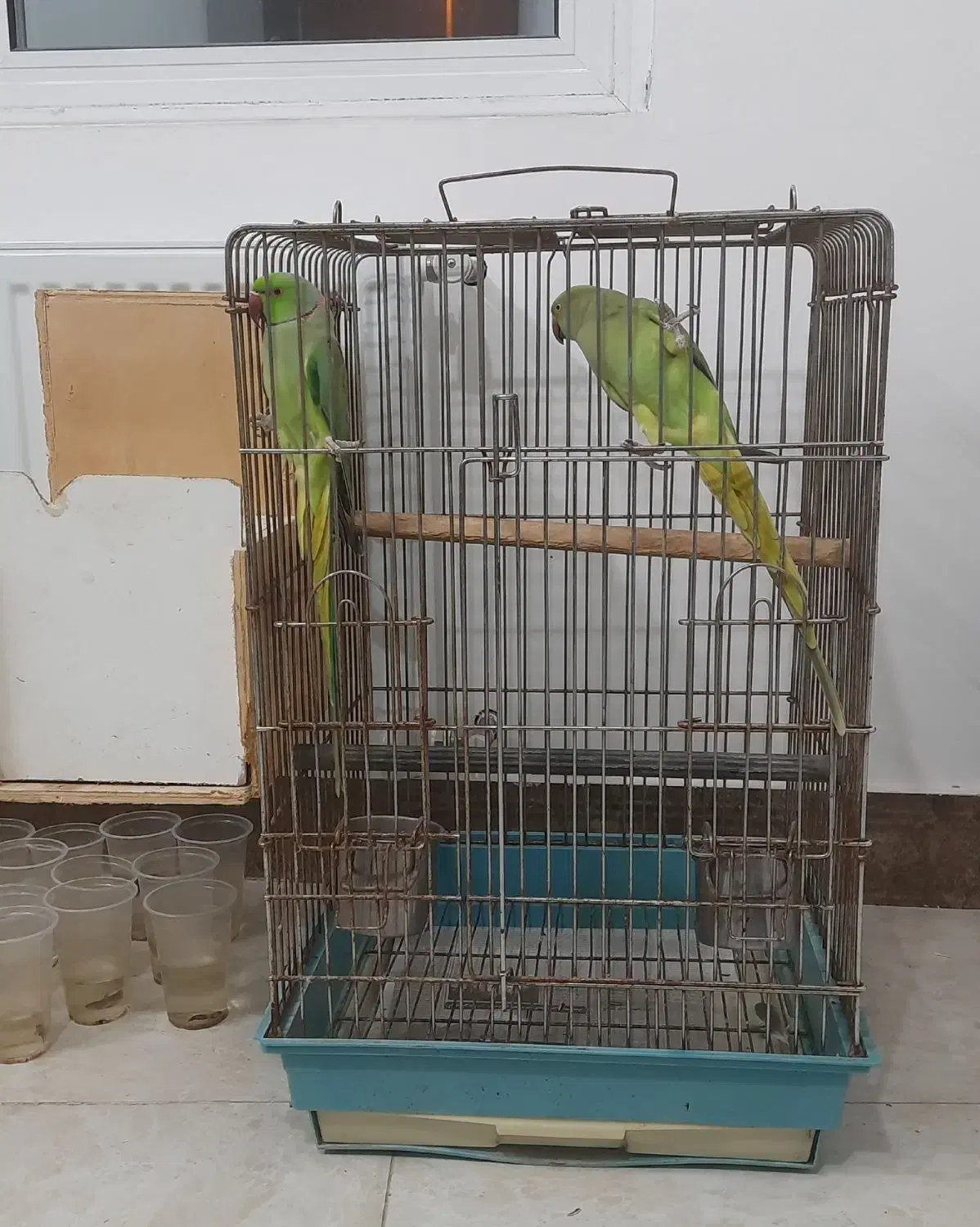 جفت طوطی ملنگو مولد خانگی .بدون قفس .تخفیف ندارد|پرنده|قائم‌شهر, |دیوار