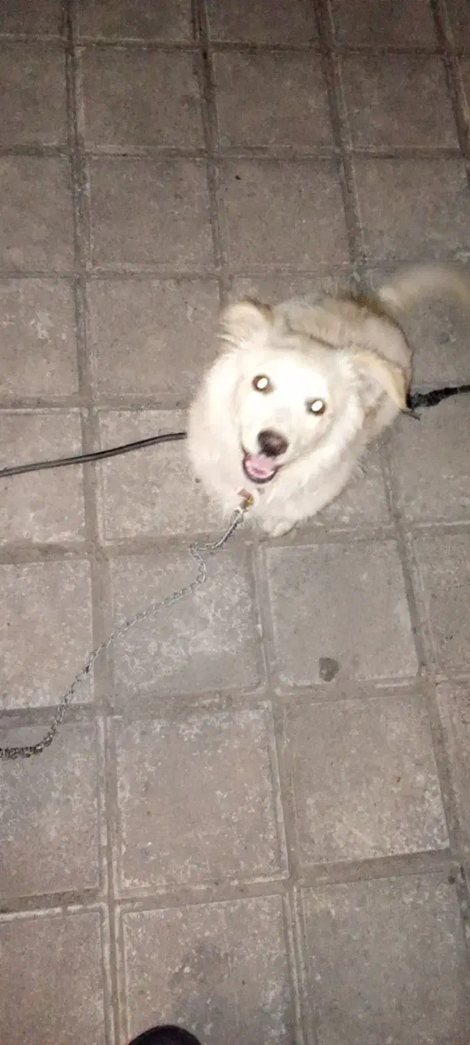 سگ پشمالو تیلیر|سگ|سنگر, |دیوار