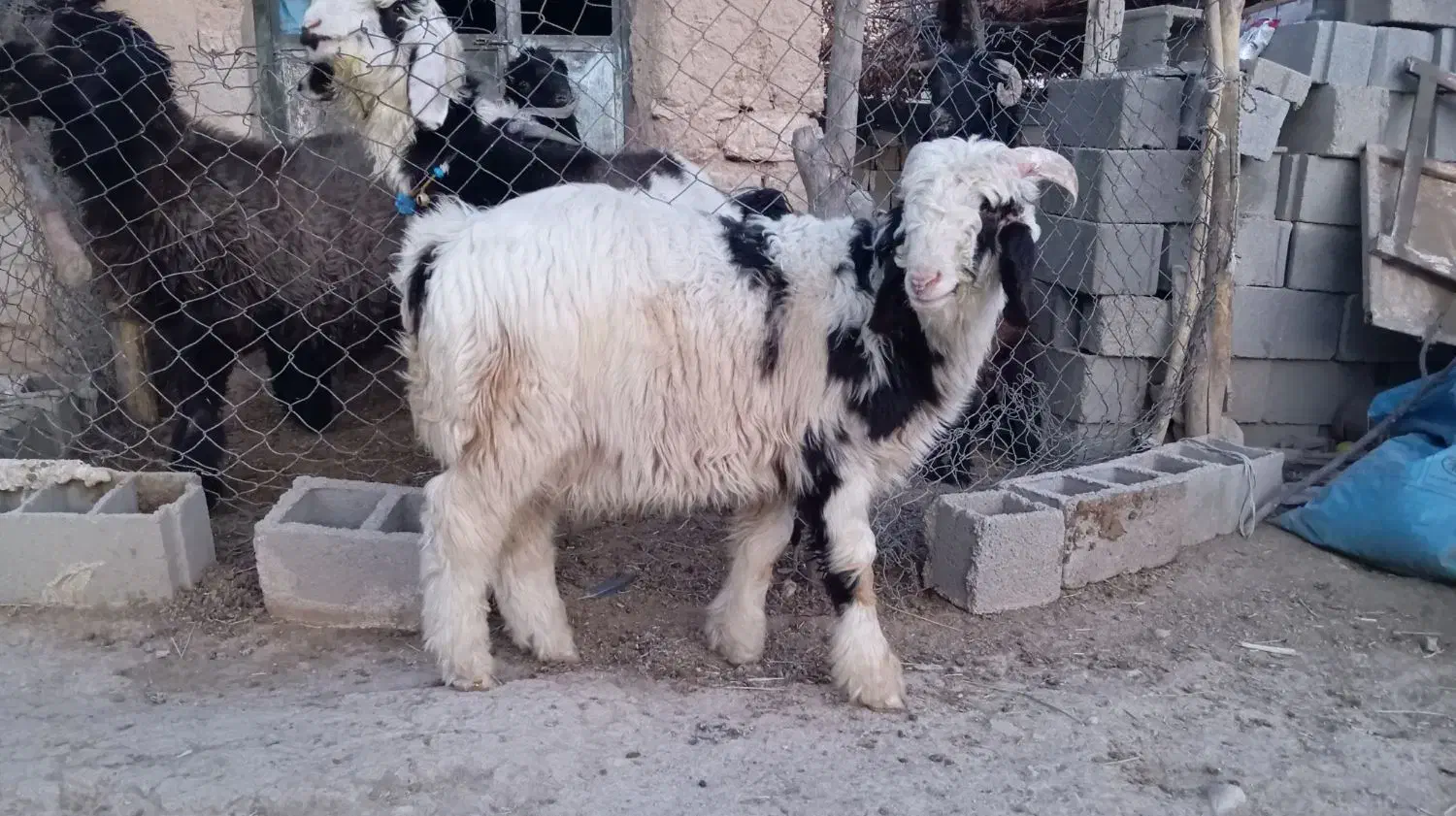 بره قوچ میش بز|حیوانات مزرعه|کامفیروز, |دیوار