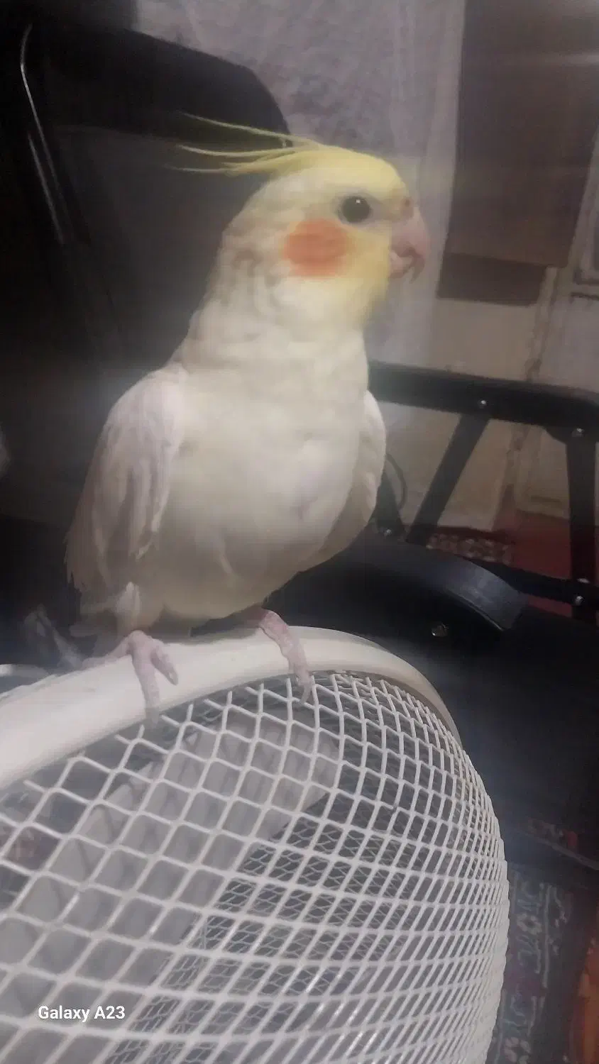 عروس هلندی نر|پرنده|زبرخان, |دیوار