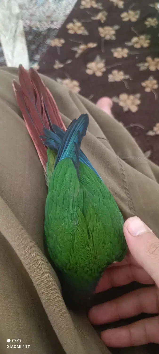 طوطی گرینچیک سه ماه نیم فول اهلی|پرنده|سنندج, |دیوار