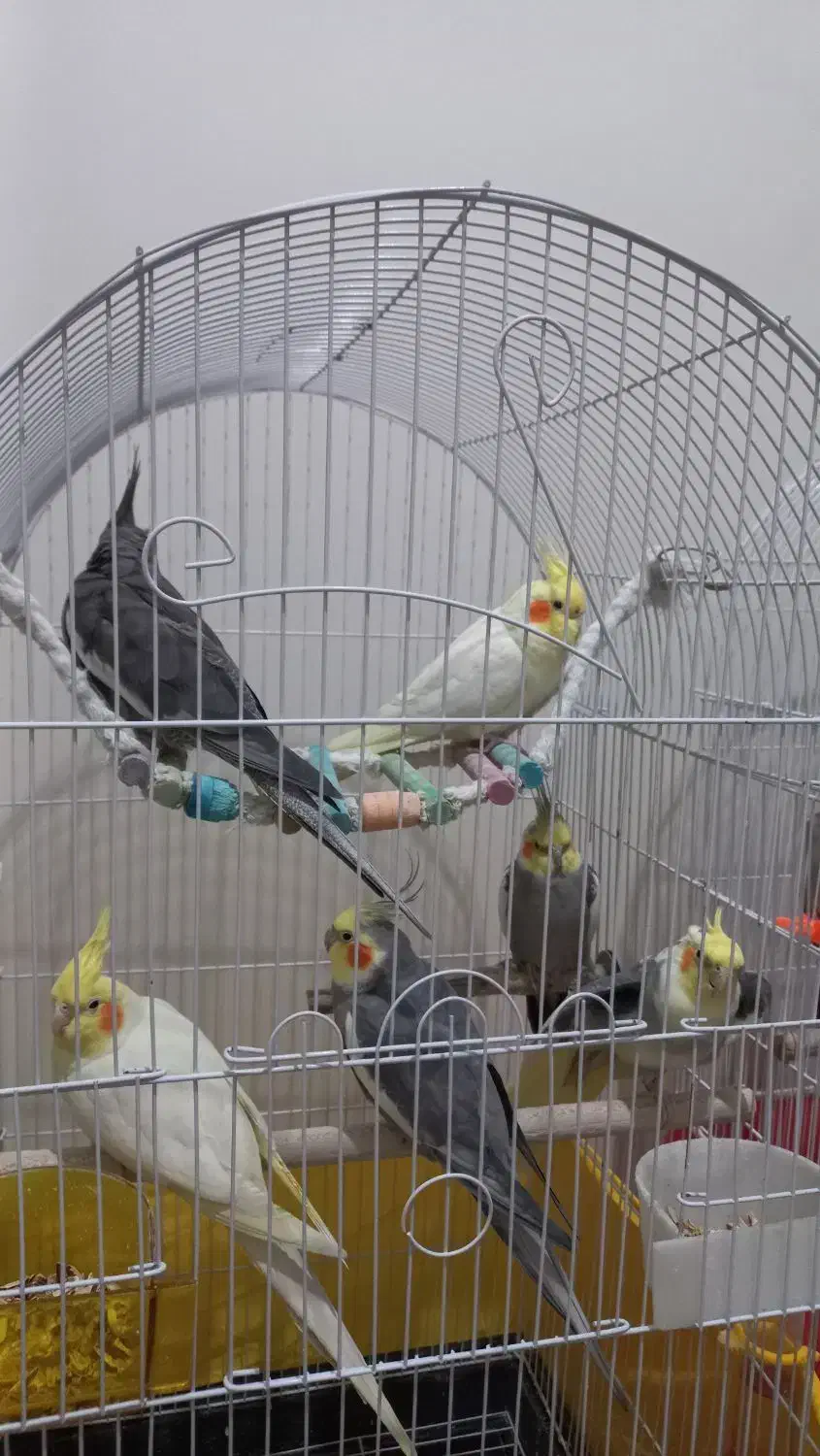 پرنده|پرنده|تهران, خواجه نصیر طوسی|دیوار