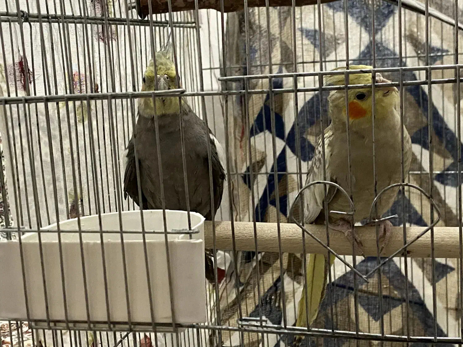 جفت عروس هلندی جون|پرنده|مرودشت, گندم|دیوار