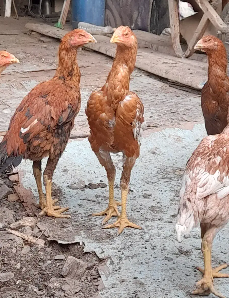 تعدادی مرغ وخر وس لاری اصل وجوان|حیوانات مزرعه|مشهد, یوسفیه (شهرک غرب)|دیوار