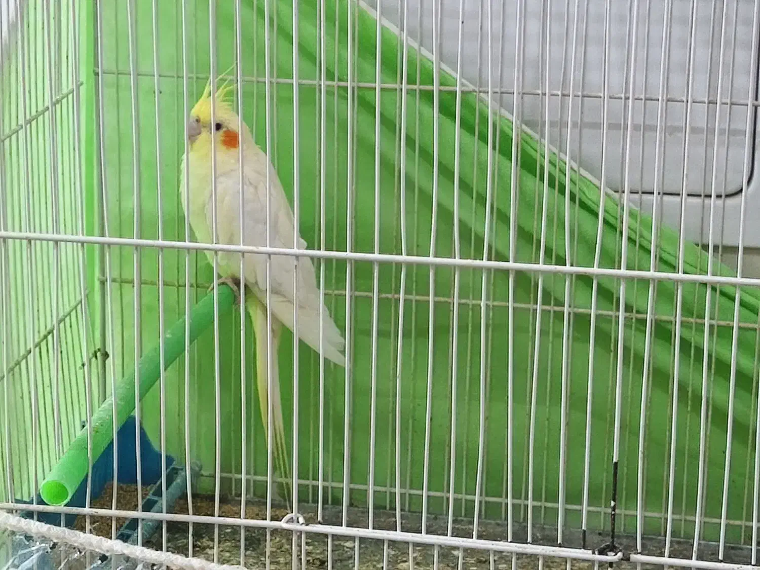 عروس هلندی ماده زرد بالغ جوون|پرنده|جوین, |دیوار