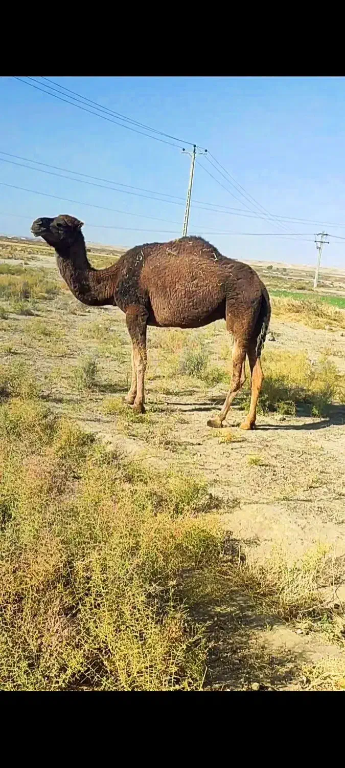 شتر ماده جوان چاق قصابی مالداری|حیوانات مزرعه|رضویه, |دیوار