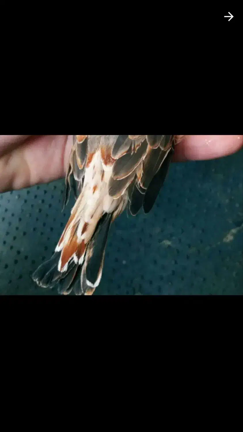 جفت اورنج و دو ماده کیفیت بالا|پرنده|چمران, |دیوار