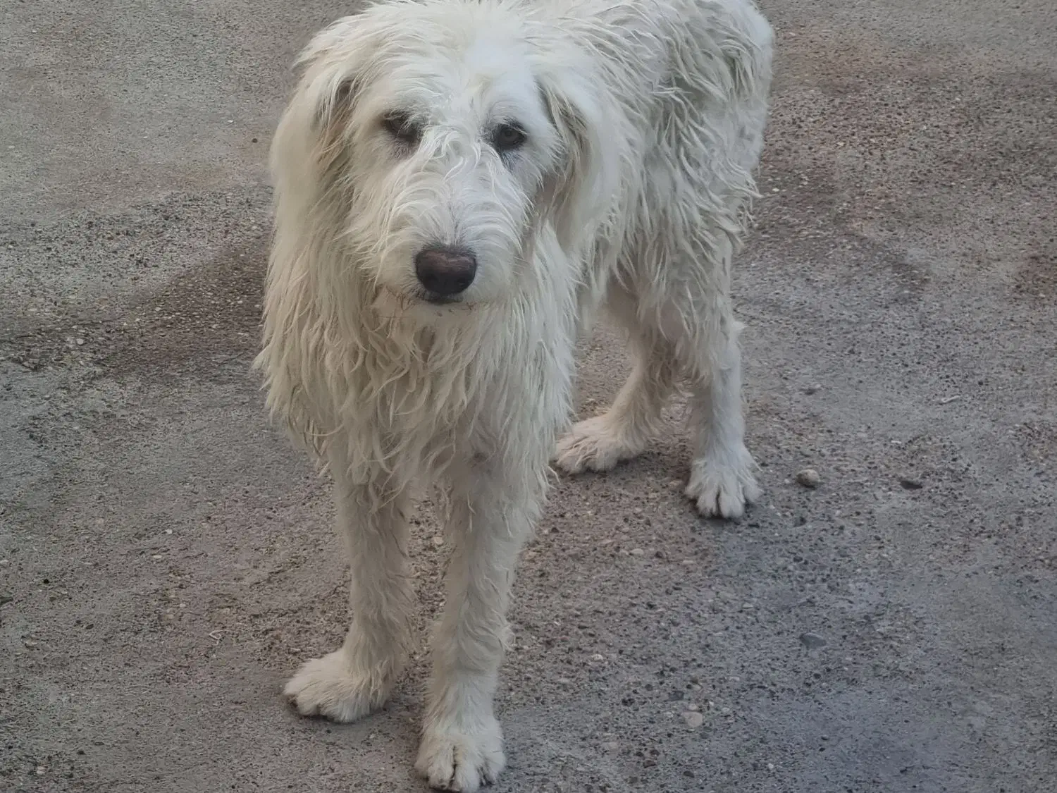 سگ قدرجونی ماده|سگ|شوشتر, |دیوار