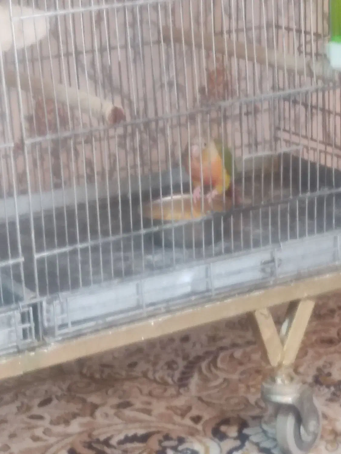 گرینچیک مولد معاوضه با قناری رسمی بلند|پرنده|تهران, شهرک شهرداری|دیوار