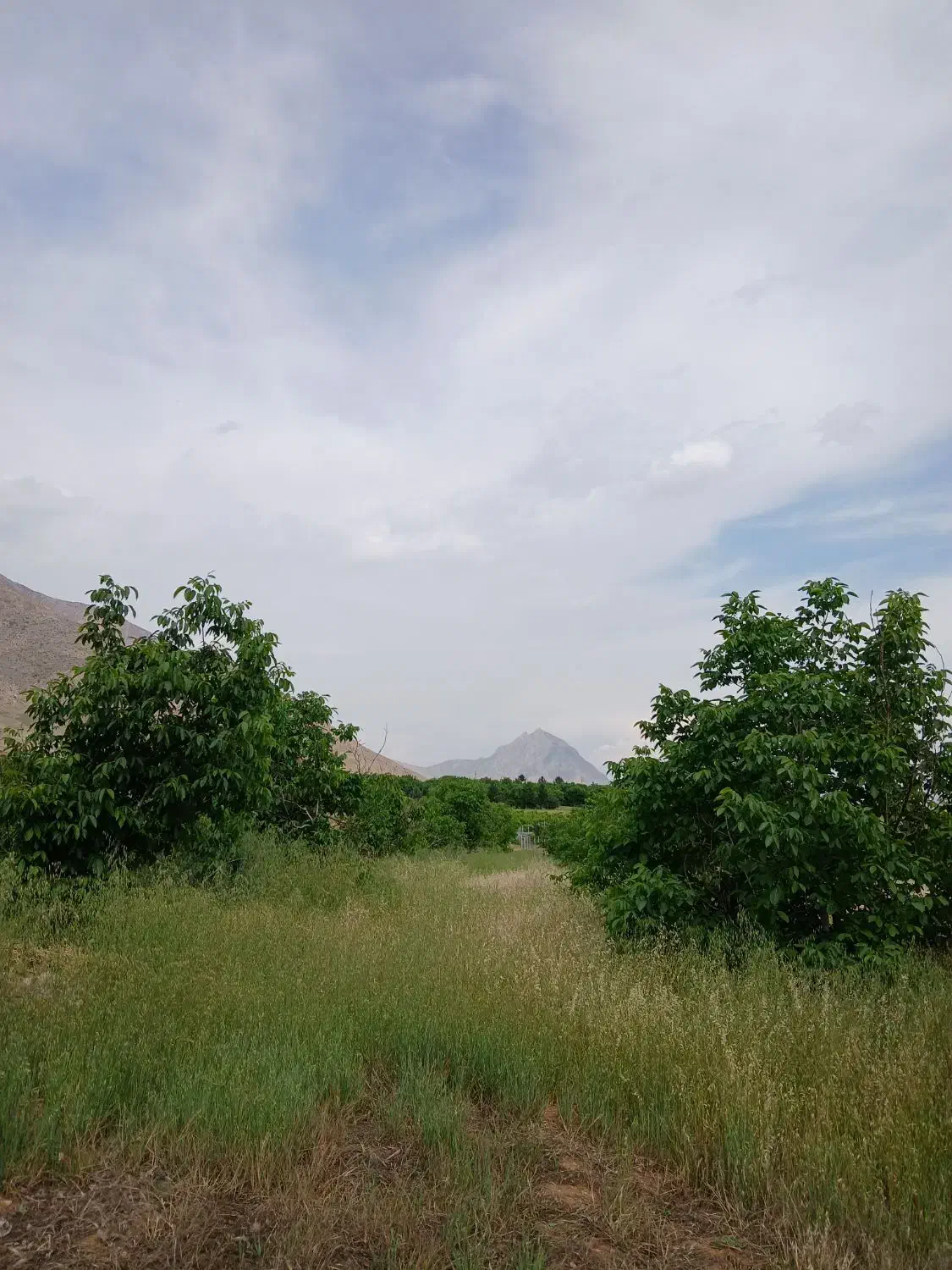 فروش باغ گردو|فروش دفتر صنعتی، کشاورزی، تجاری|بیستون, |دیوار