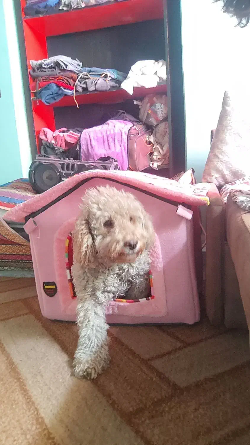 پودل توی|سگ|تهران, سلسبیل جنوبی|دیوار