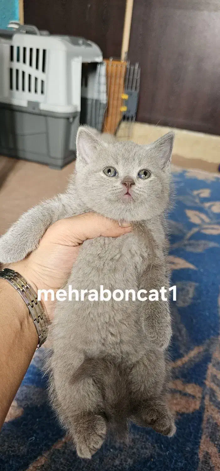 گربه|گربه|بجنورد, |دیوار