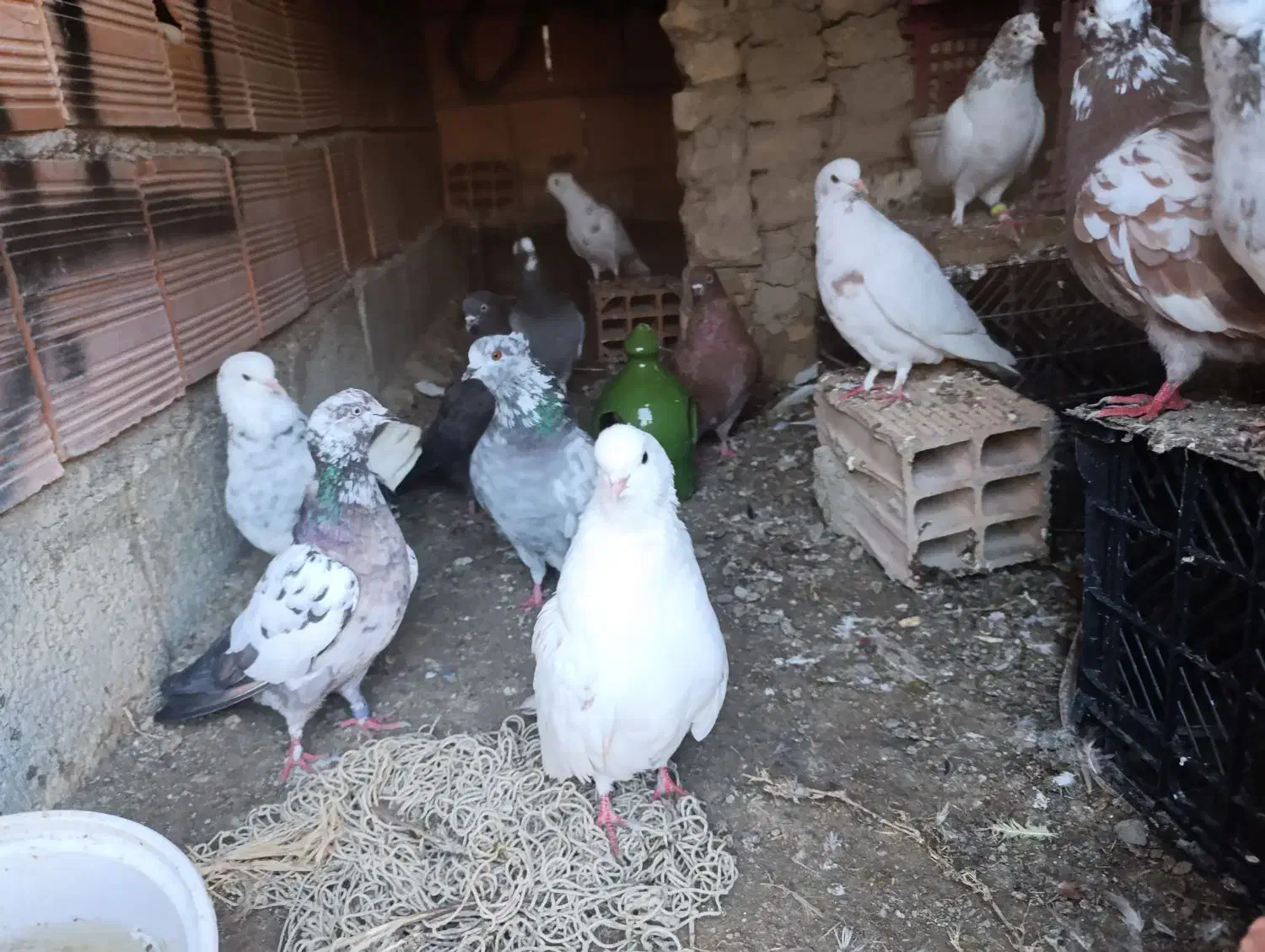 کبوتر|پرنده|سیجوال, |دیوار