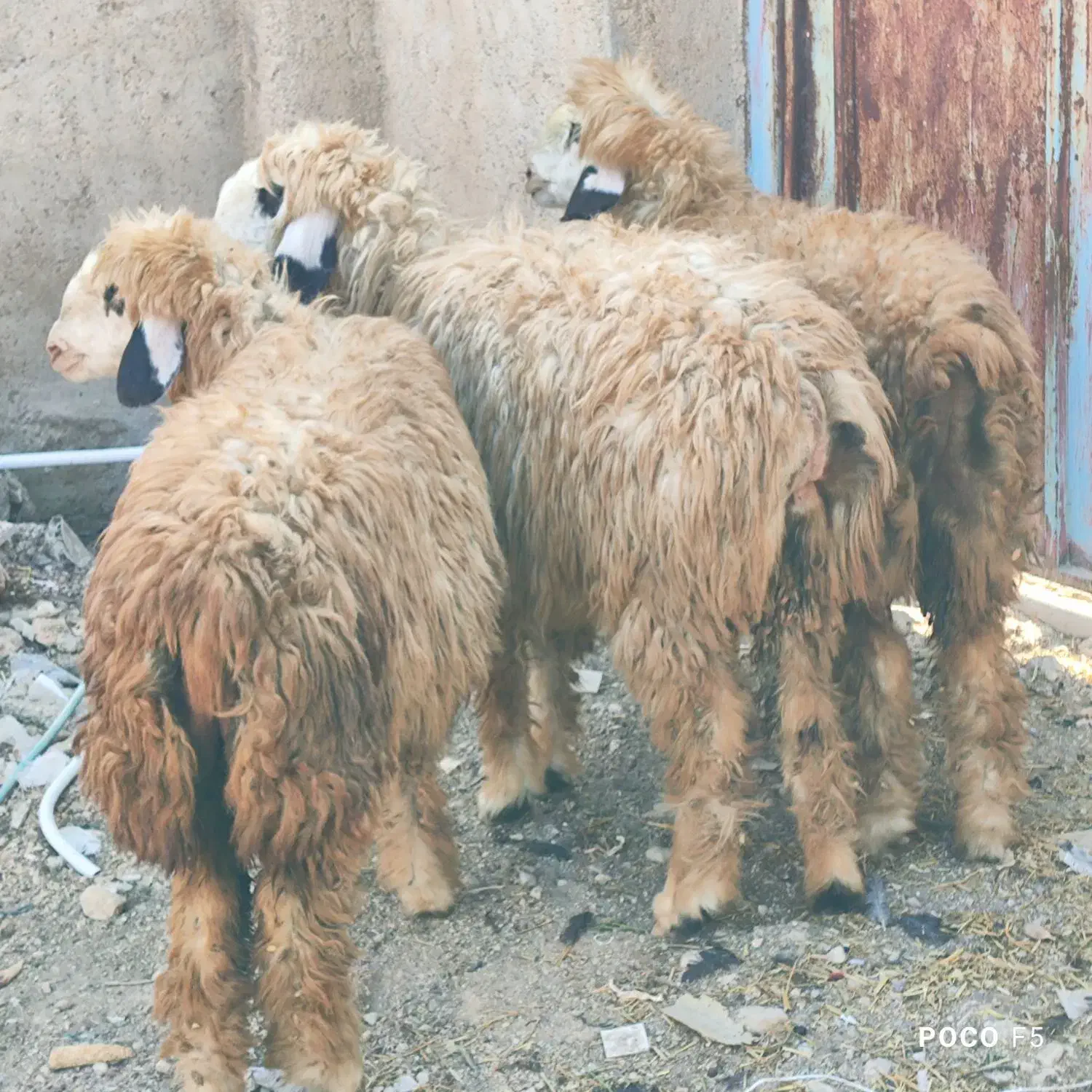 بره شیشک ابسن بی مثل|حیوانات مزرعه|شیراز, شاپورجان|دیوار