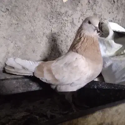 کفتر  غریب گیری بلندی|پرنده|رباط‌کریم, شترخوار|دیوار