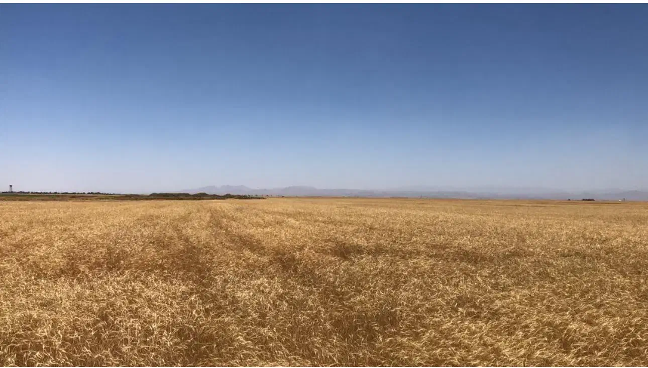 اجاره ۱۰۲ هکتار زمین کشاورزی جهت دیم|اجارهٔ دفتر صنعتی، کشاورزی، تجاری|فامنین, |دیوار