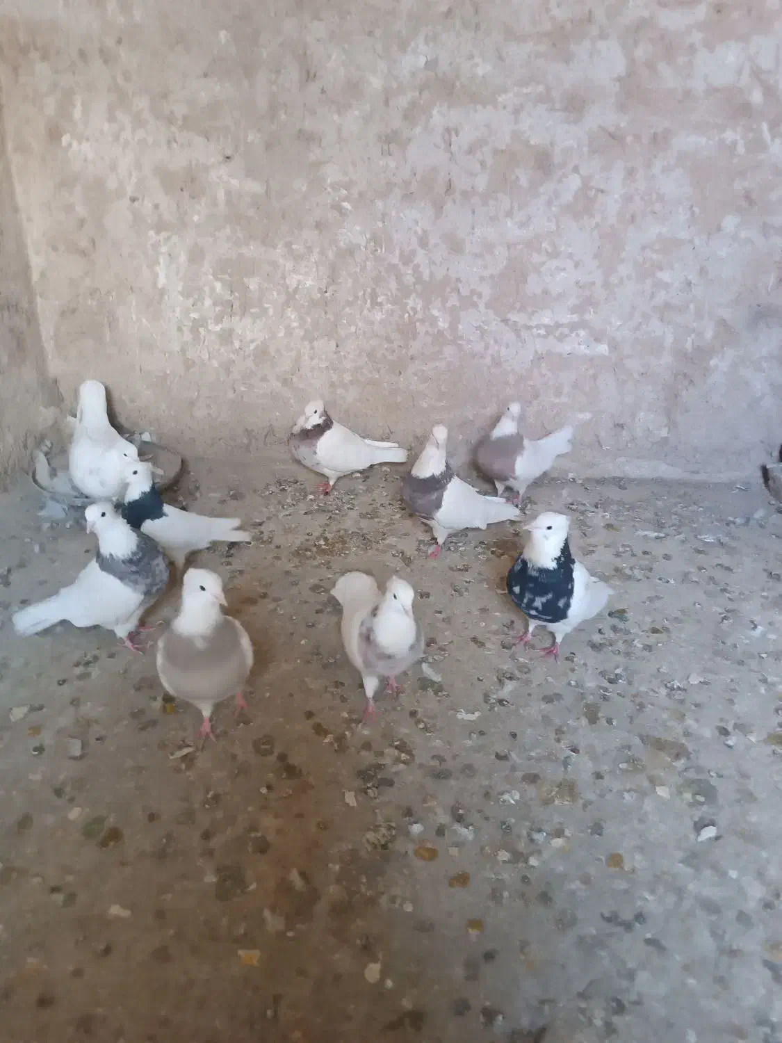 کبوتر طوقی|پرنده|قروه, |دیوار