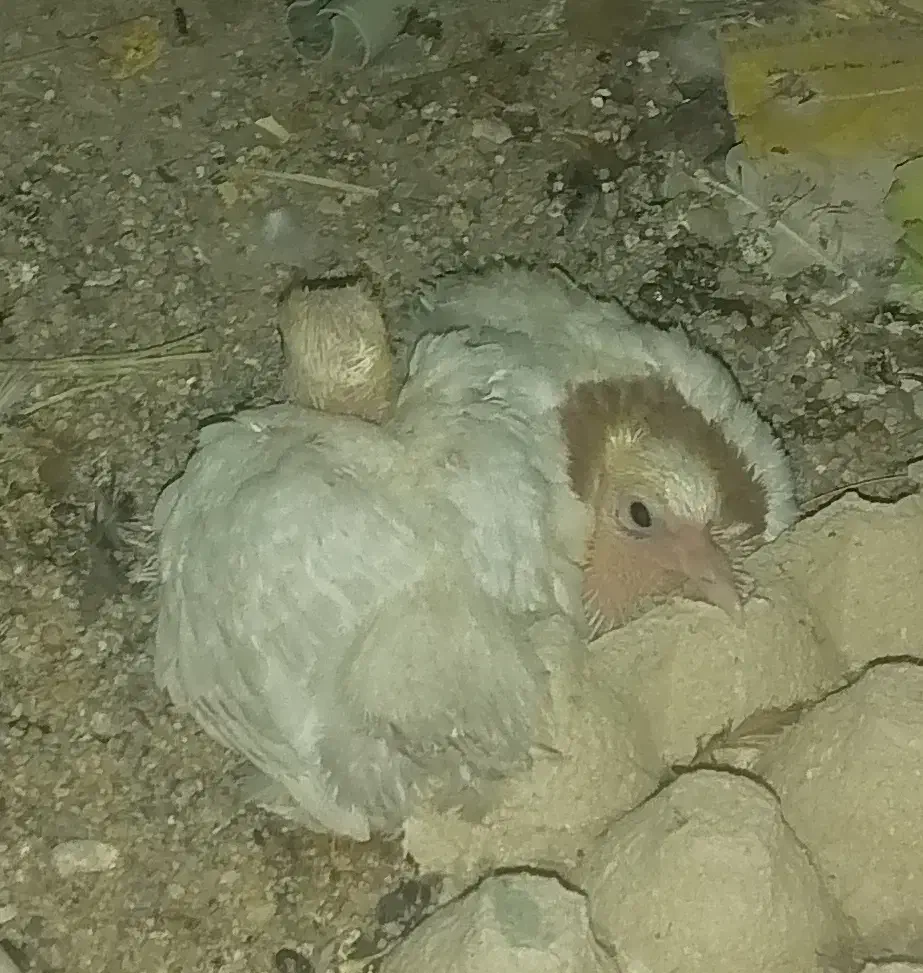 کبوتر|پرنده|تفت, |دیوار